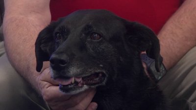 Pet of the Week: Libby