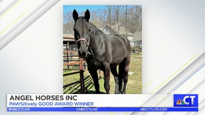 CT LIVE!: May's PAWSitively Good Award Winner – Angel Horses Inc
