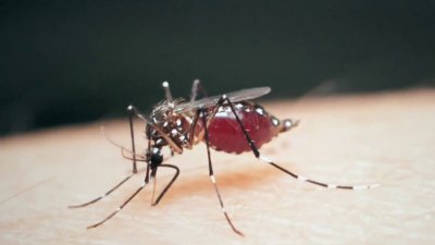 Warmer weather, climate change likely responsible for uptick in Dengue Fever cases