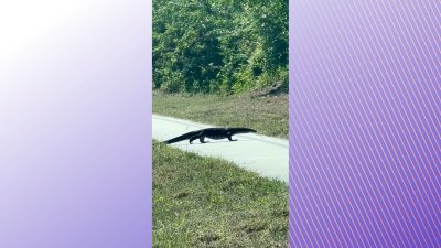 WATCH: Huge monitor lizard seen on side of road in Florida
