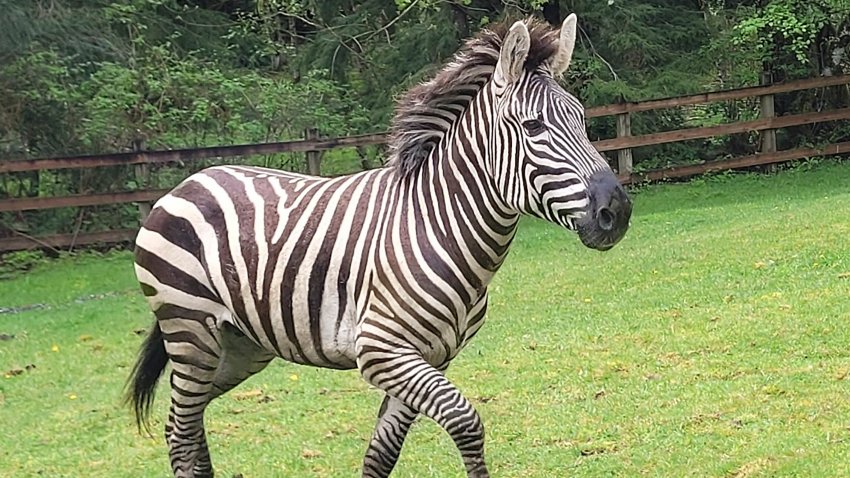 This image provided by the Washington State Patrol shows a zebra that got loose Sunday,