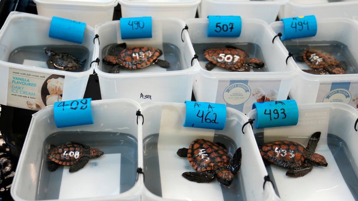 Over 500 baby sea turtles rescued after they washed ashore in big storm off South Africa – NBC Connecticut - Vimarsana News