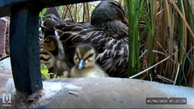 Watch: Mama duck welcomes 7 ducklings on CCSU campus