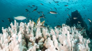 Reef fishes swim over a reef affected by coral bleaching from high water temperature