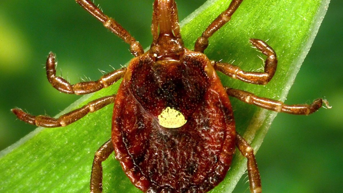What to know about alpha-gal syndrome, the life-threatening meat allergy caused by tick bites