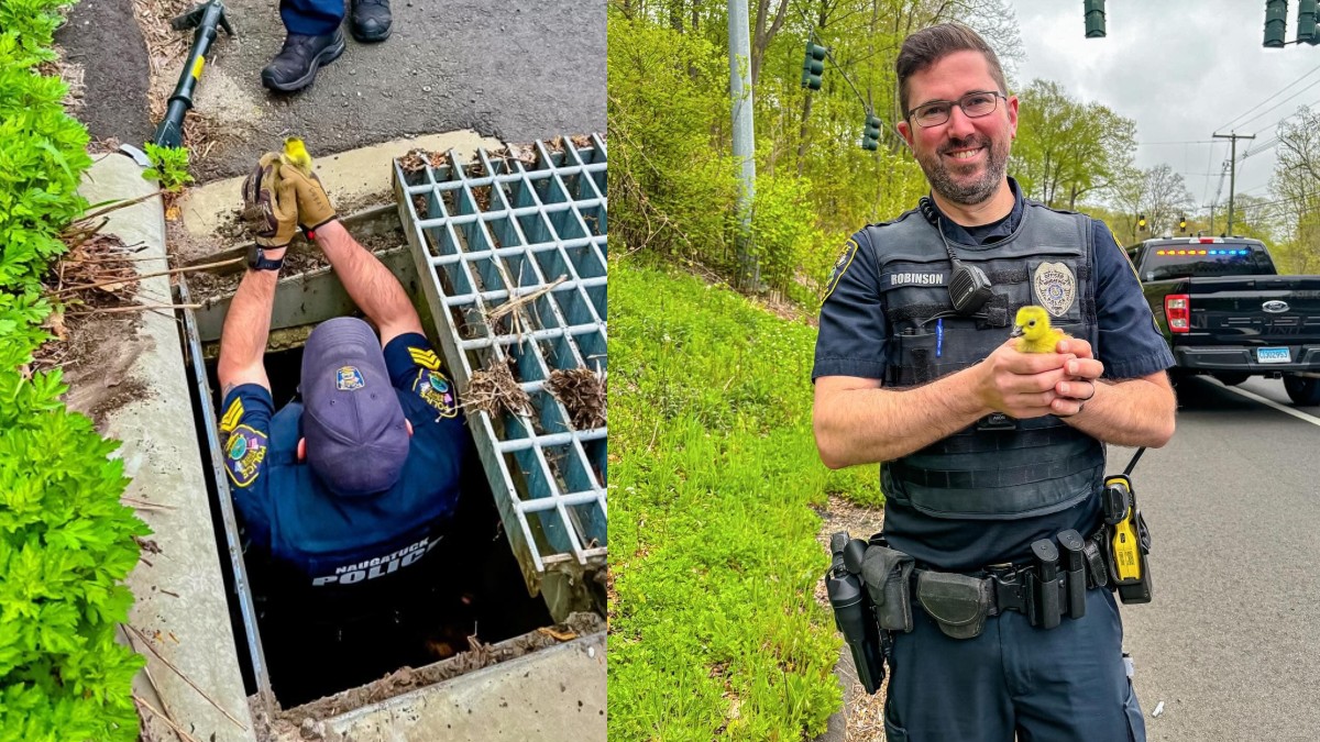 Baby goose rescued by Naugatuck police officers – NBC Connecticut