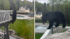 Black bear displays balancing skills in Torrington