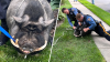 A-boar-able runaway pig oinking around captured by NJ police