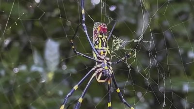 CT bug expert says Joro spider is nothing to worry about