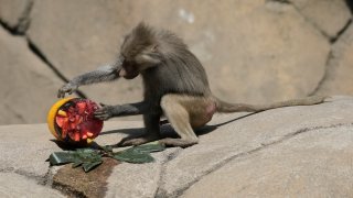 A baboon inspects a frozen treat