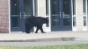 Bear spotted at Hartford Public High School