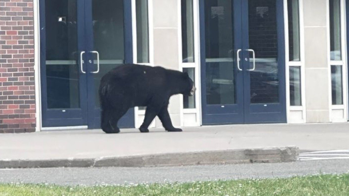 Bear spotted at Hartford Public High School - Vimarsana News