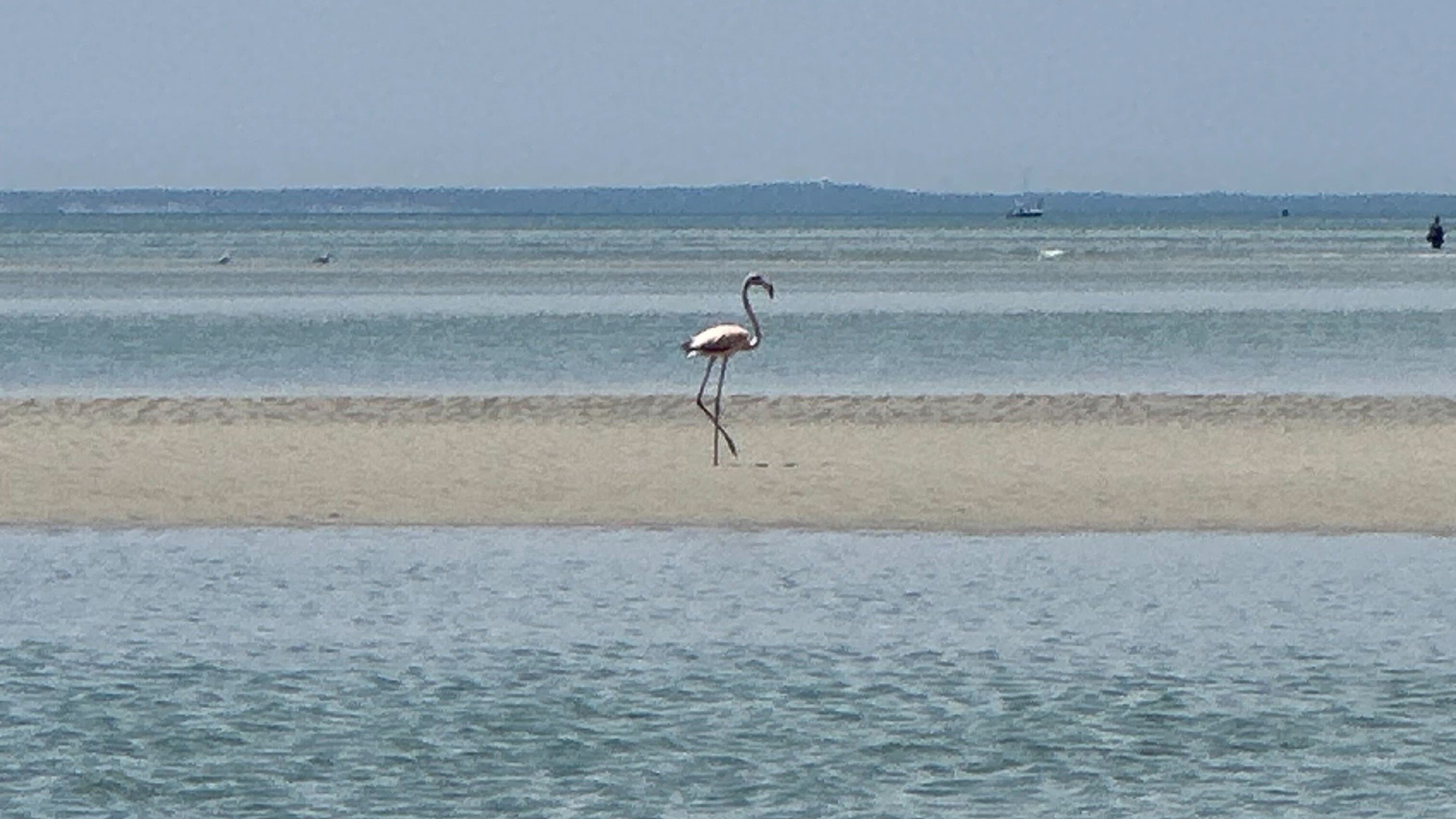 Cape Cod flamingo update: Mass Audubon expert shares where it may be – NBC Connecticut - Vimarsana News