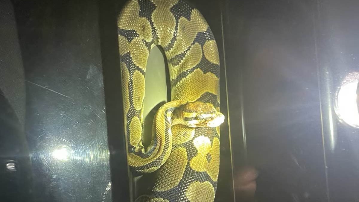 Groton police encounter escaped python in cruiser – NBC Connecticut