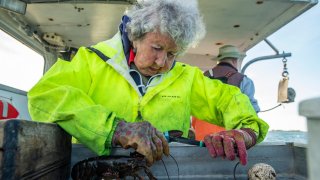 Virginia Oliver, 101 at the time, bands a lobsters’ claws as her son Max passes them to her from their lobster traps in Penobscot Bay in Maine on July 31, 2021.