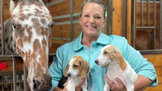 Elizabeth Morosani converted 11 acres of her land into private parks. She rents it out to dog owners on the platform Sniffspot.