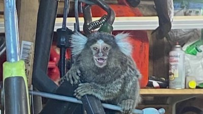 Marmoset spotted in Old Saybrook shed