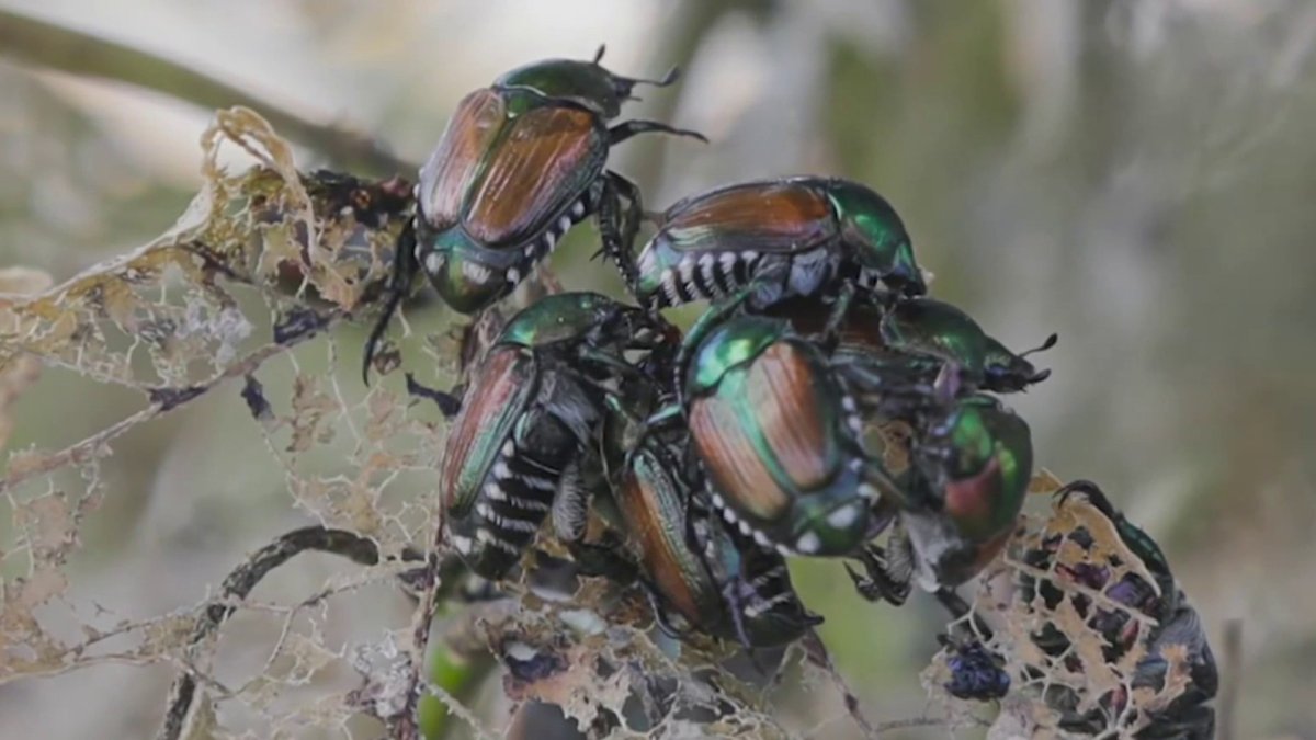 Invasive beetles ruining gardens in Connecticut – NBC Connecticut