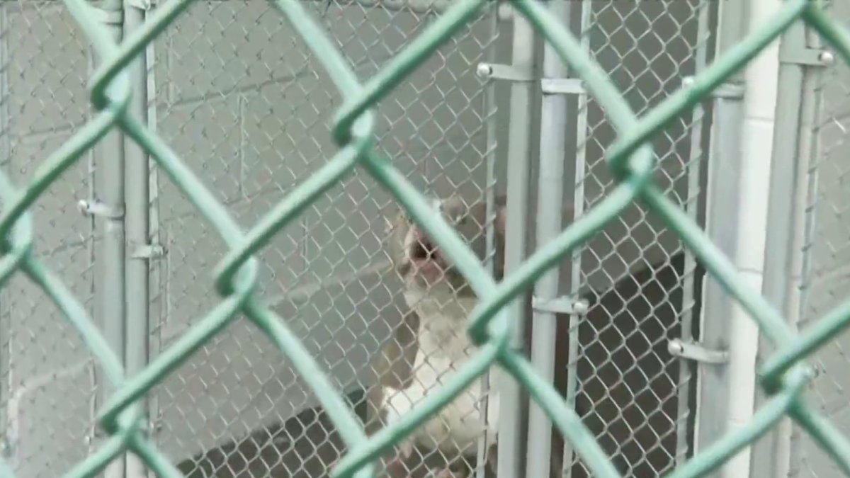 CT animal control shelters face crisis levels NBC Connecticut