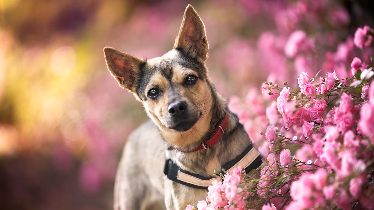 How to choose the perfect dog name 105 cute ideas NBC Connecticut