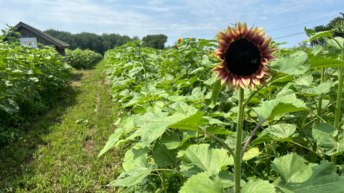 Sunflower farm in Griswold teams up with Make a Wish CT to help kids in ...