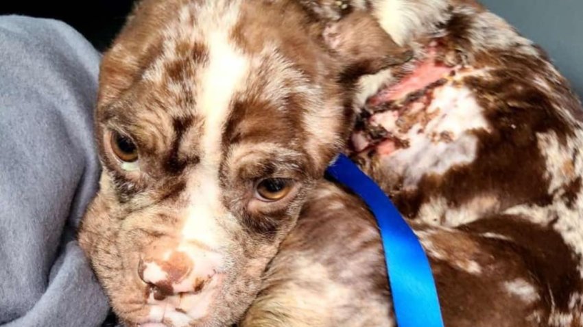 Dog abandoned in Bridgeport euthanized after suffering ‘prolonged ...
