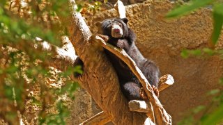 bear-on-tree