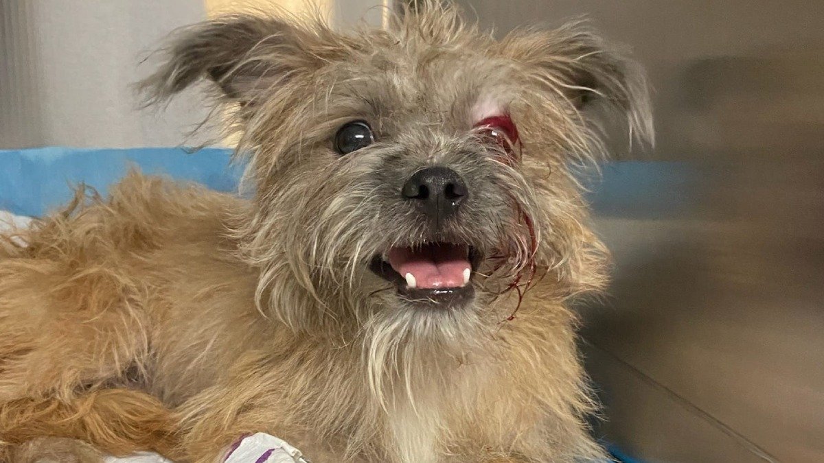 Dog dumped in woods hit by car on Route 44 – NBC Connecticut