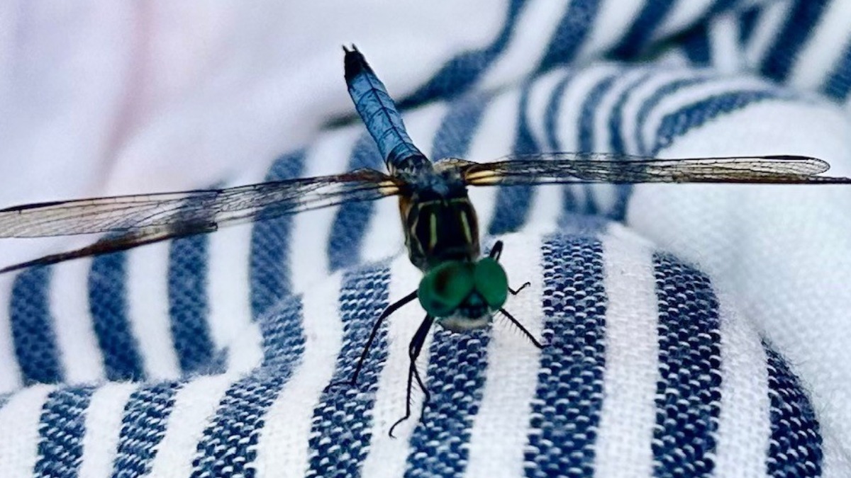 Thousands of dragonflies swarm Misquamicut Beach in Rhode Island NBC