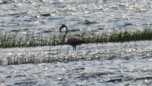 Flamingo in the water on Cape Cod on July 24, 2024