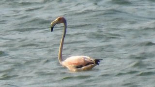 A flamingo on Cape Cod on Monday, July 15, 2024