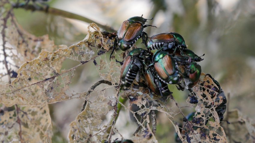 FILE–In this July 20, 2017, Japanese Beetles decimate the leaf of a Linden tree in Omaha, Neb. The Oregon Department of Agriculture is expanding its effort to squash a Japanese beetle infestation. The agency wants to apply a granular insecticide over 1,900 acres in unincorporated Washington County after thousands of the crop-eating beetles were detected in the summer of 2017. (AP Photo/Nati Harnik, file)