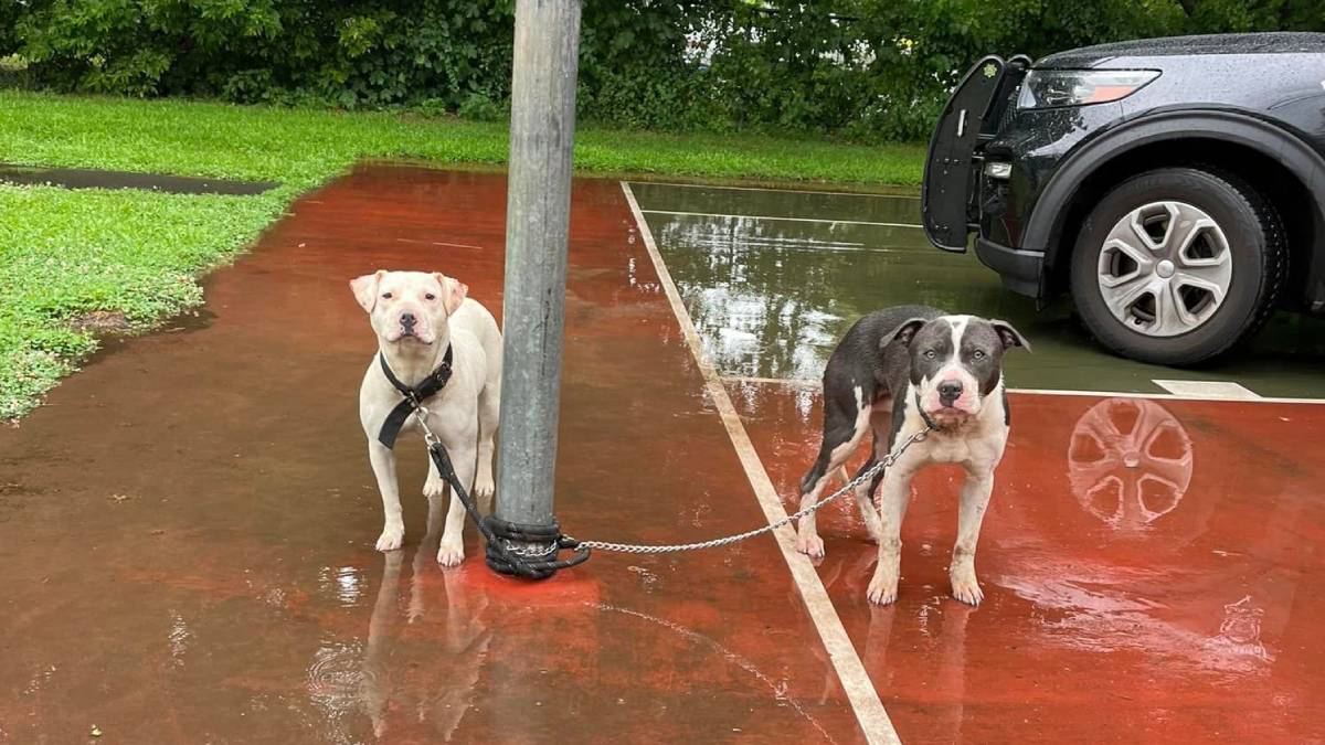 Dog abandonment a ‘growing problem’ as five dogs dumped in CT ...