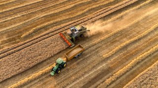 A farmer collecting grain from a combine harvester during the wheat harvest on a farm near Benfleet, UK, on Monday, Aug. 12, 2024. 