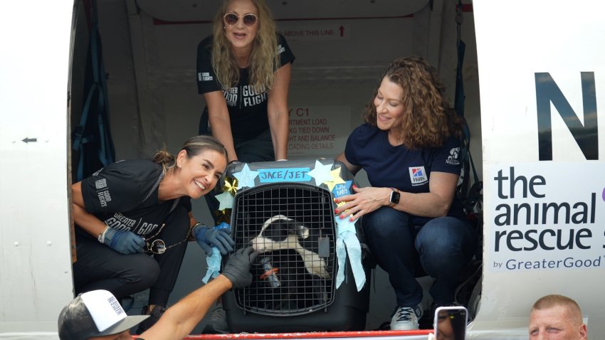 Pets unloaded from a plane