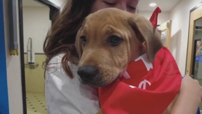 Adoption Day at the CT Humane Society places dozens of pets in fur-ever homes