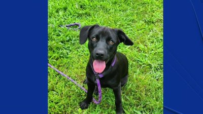 Pet of the Week: Alpha