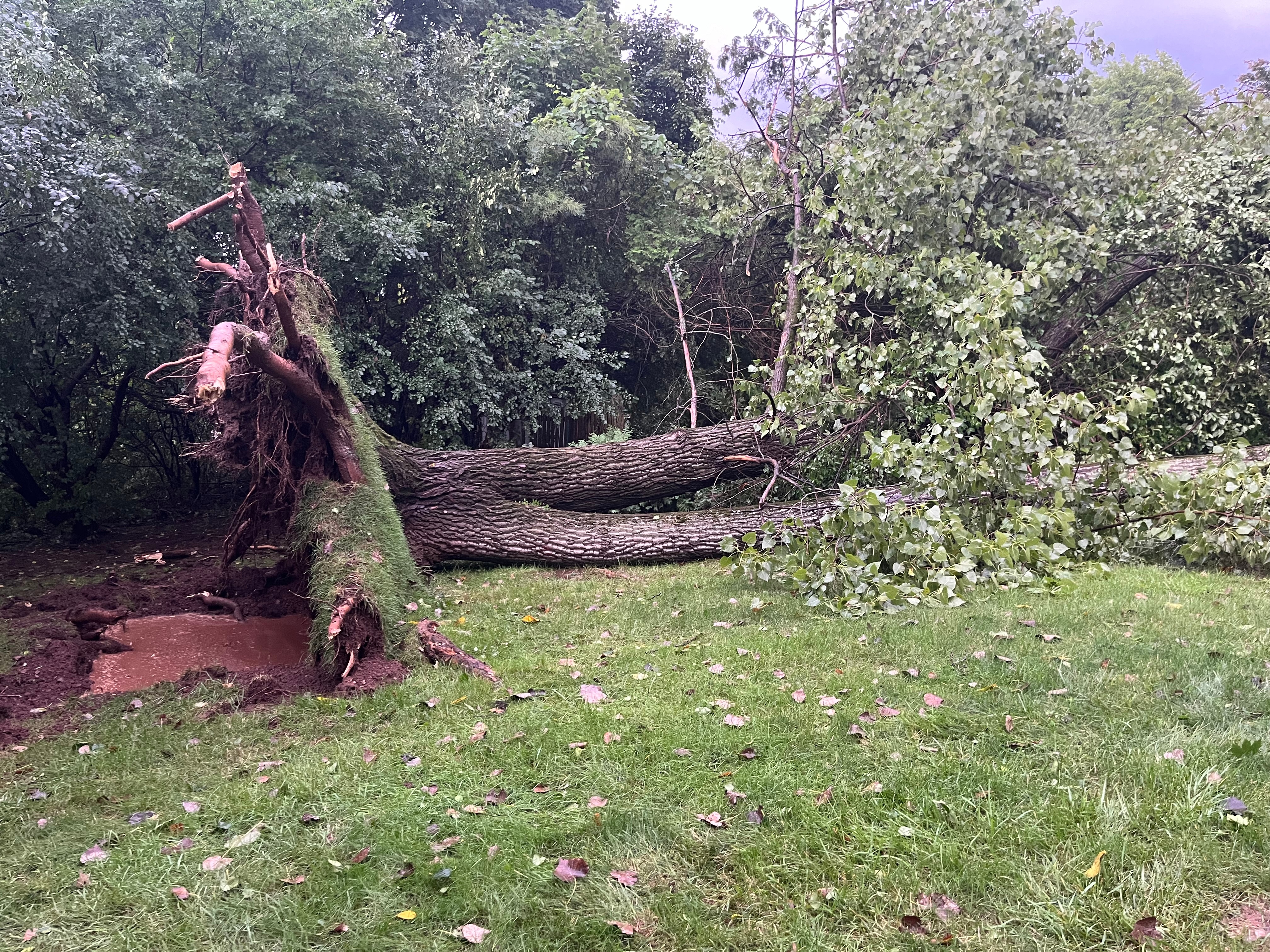 Tree came down during the storm this afternoon.