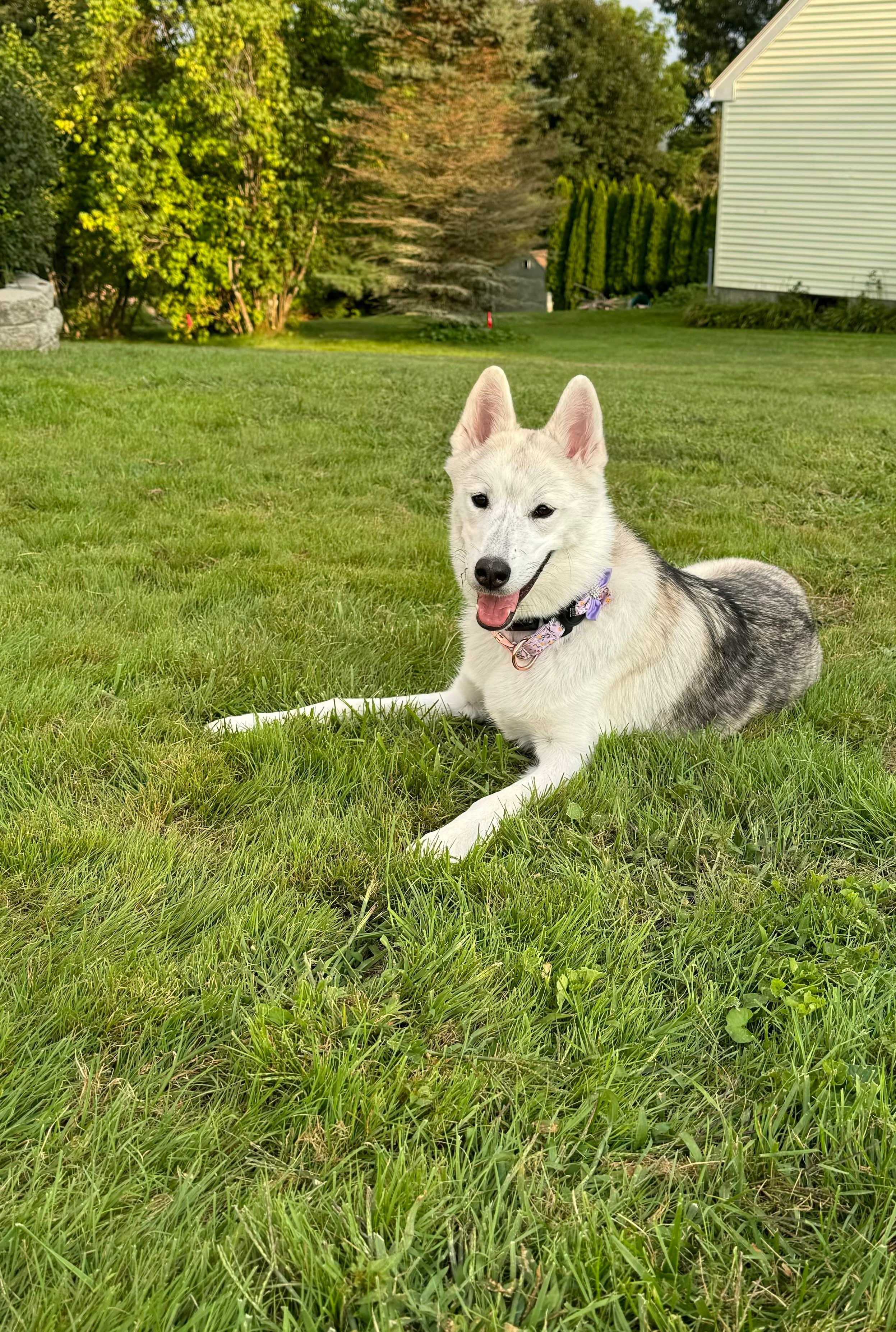 This is Arya a 7-month-old rescue. She loves cuddling, hanging outside and chewing on her chew toys.