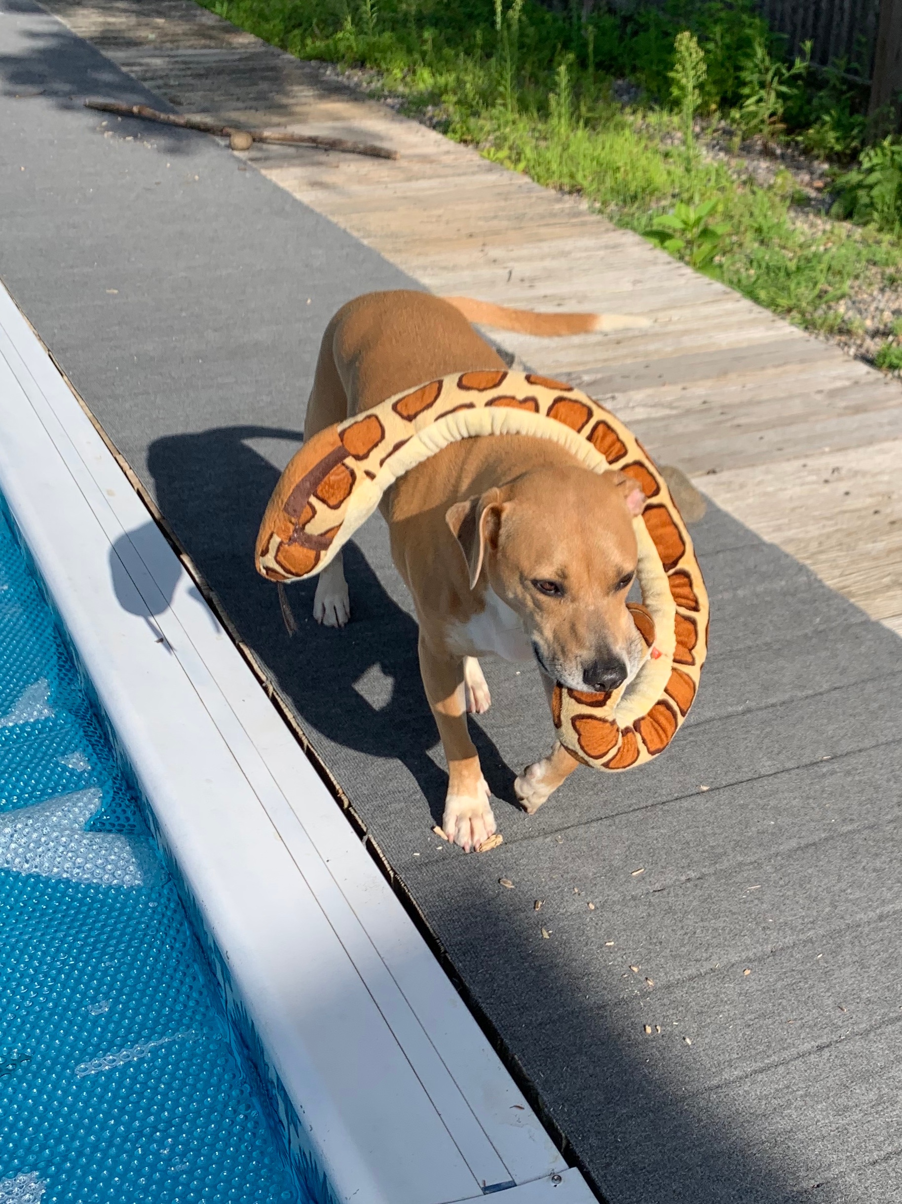 This is Georgie who is currently recuperating from surgery, taking her favorite snake for its daily walk. She loves to take all her toys for strolls.