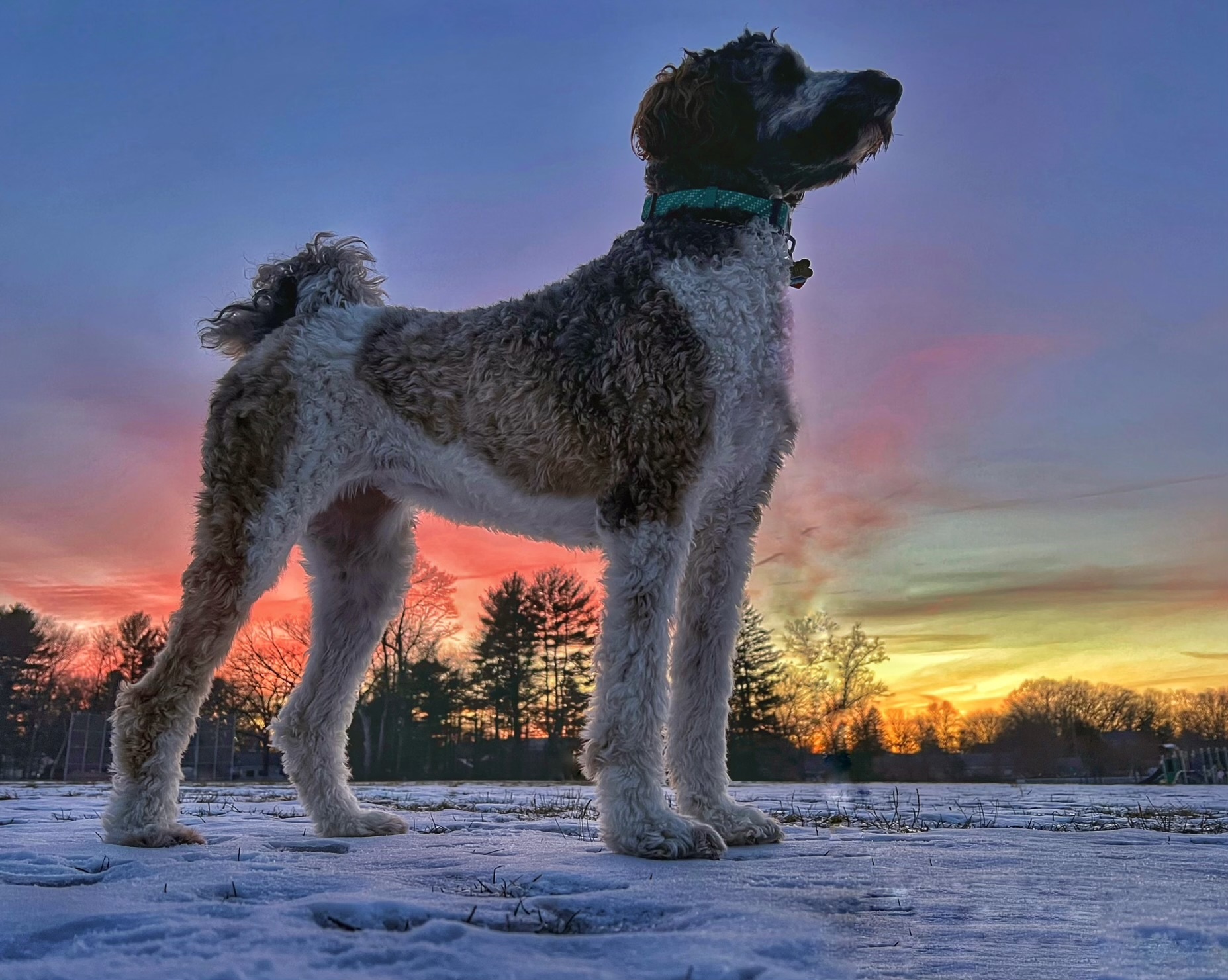 Happy National Dog Day! Pepper loves the outdoors, especially late afternoon