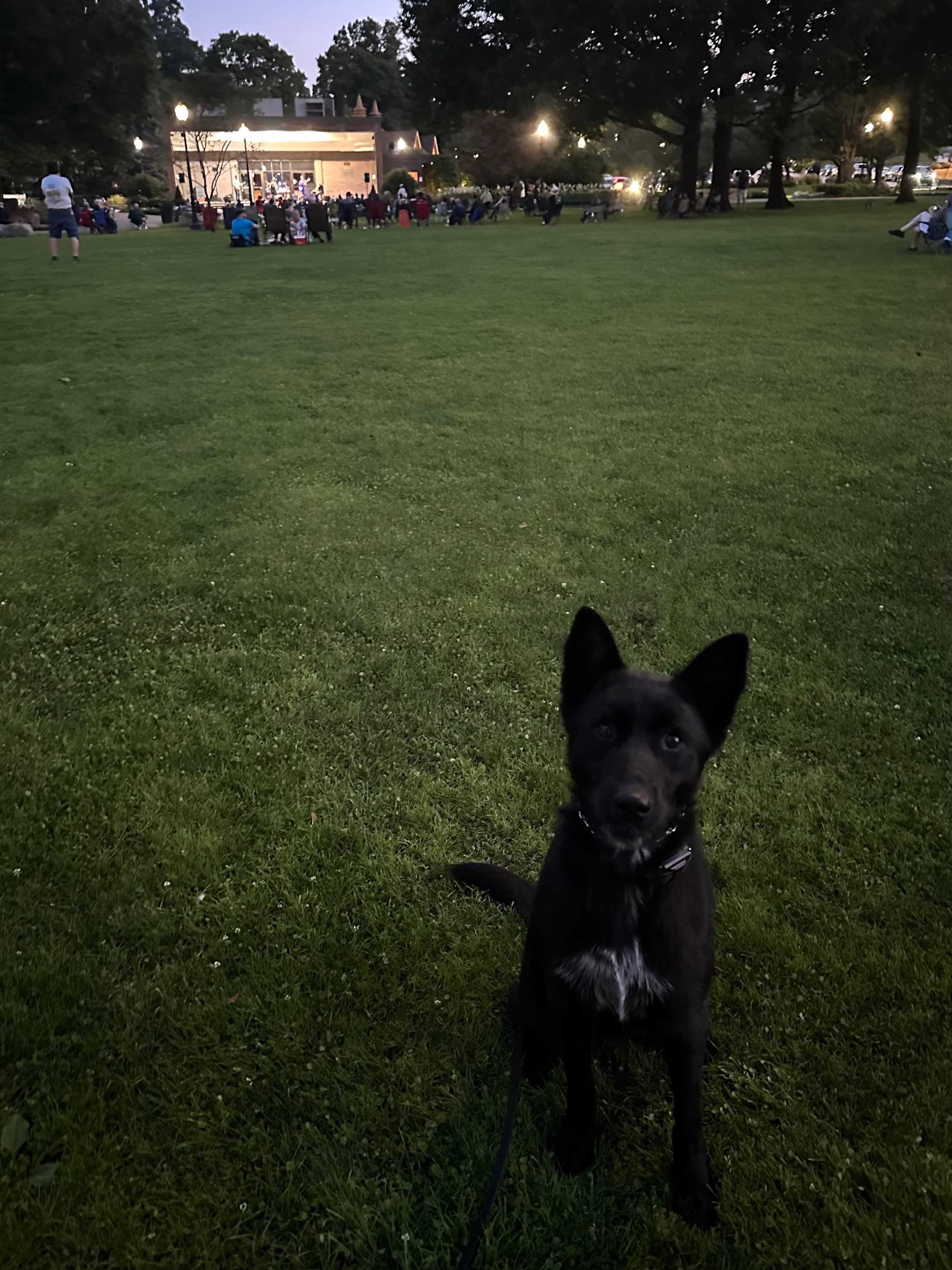 Nyx, who recently turned one, enjoying her first concert. Opening Night Band at Coe Park, Torrington. Friday Aug 23, 2024.