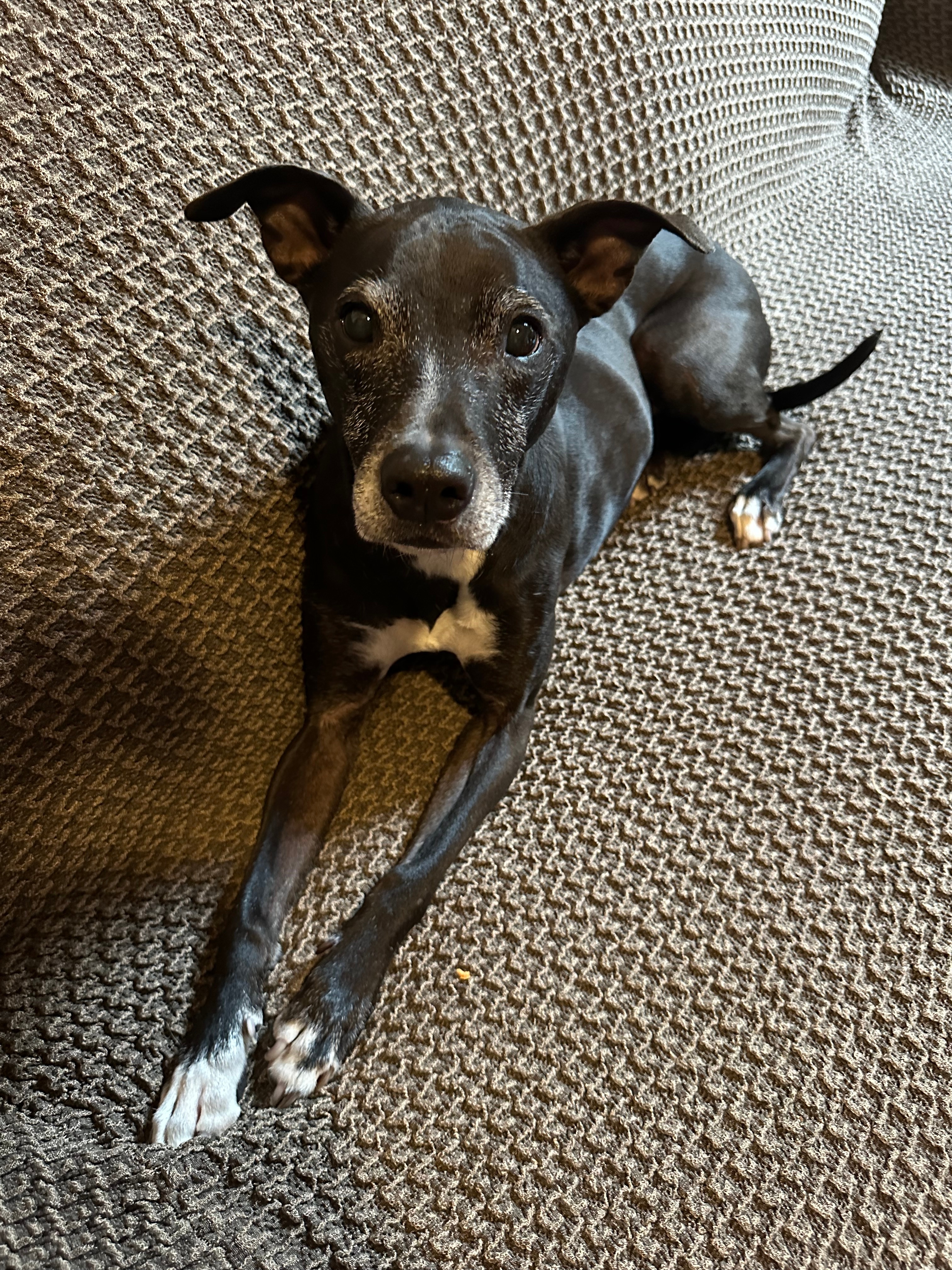 Rupee, who turned ten in March, celebrates National Dog Day every day. She is very loved (and she knows it).