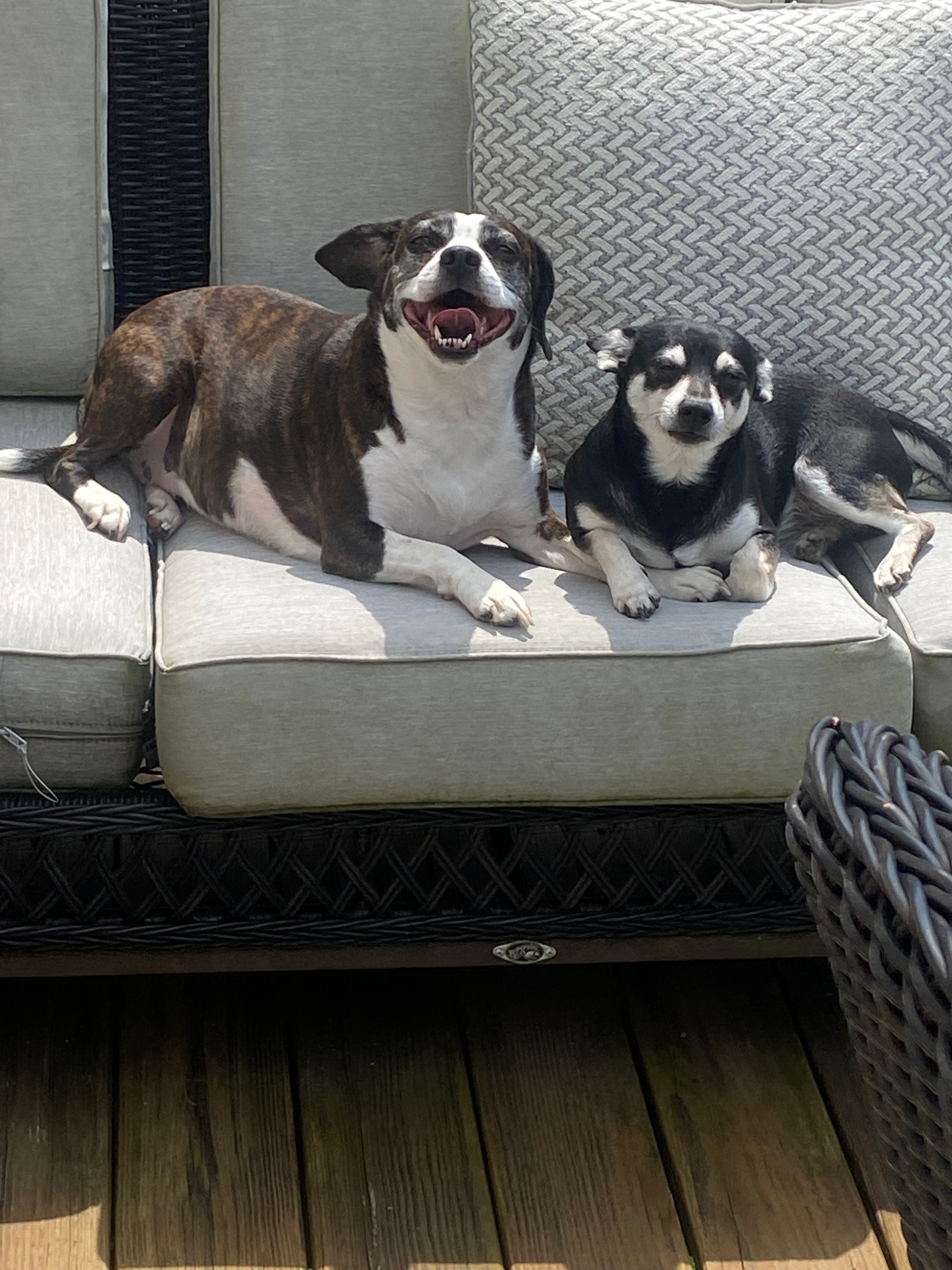 My two rescue pups enjoying the sun