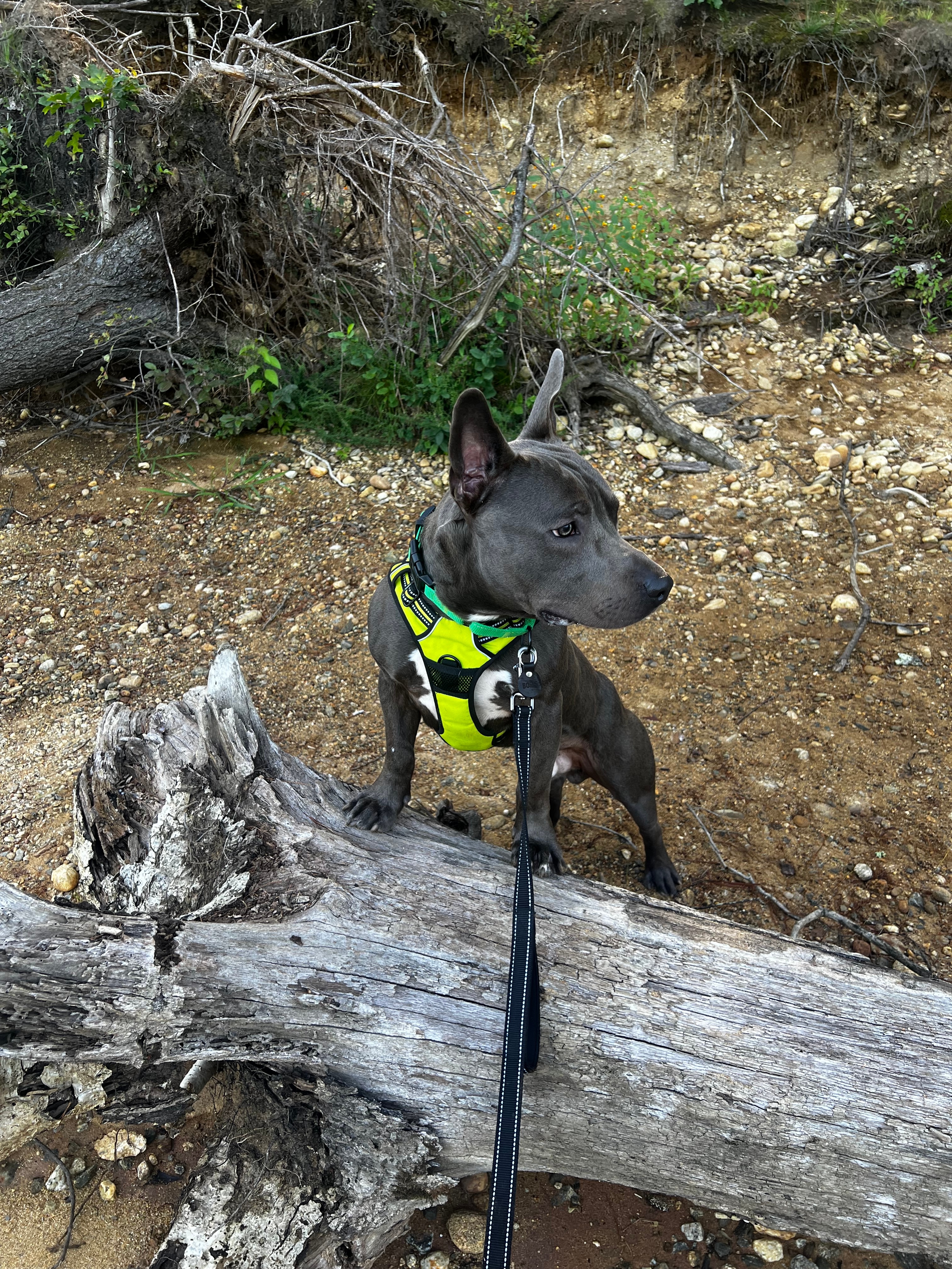 Boris is our itty bitty Pittie rescued from Alabama. He is 1 year old and loves to explore new places and things!