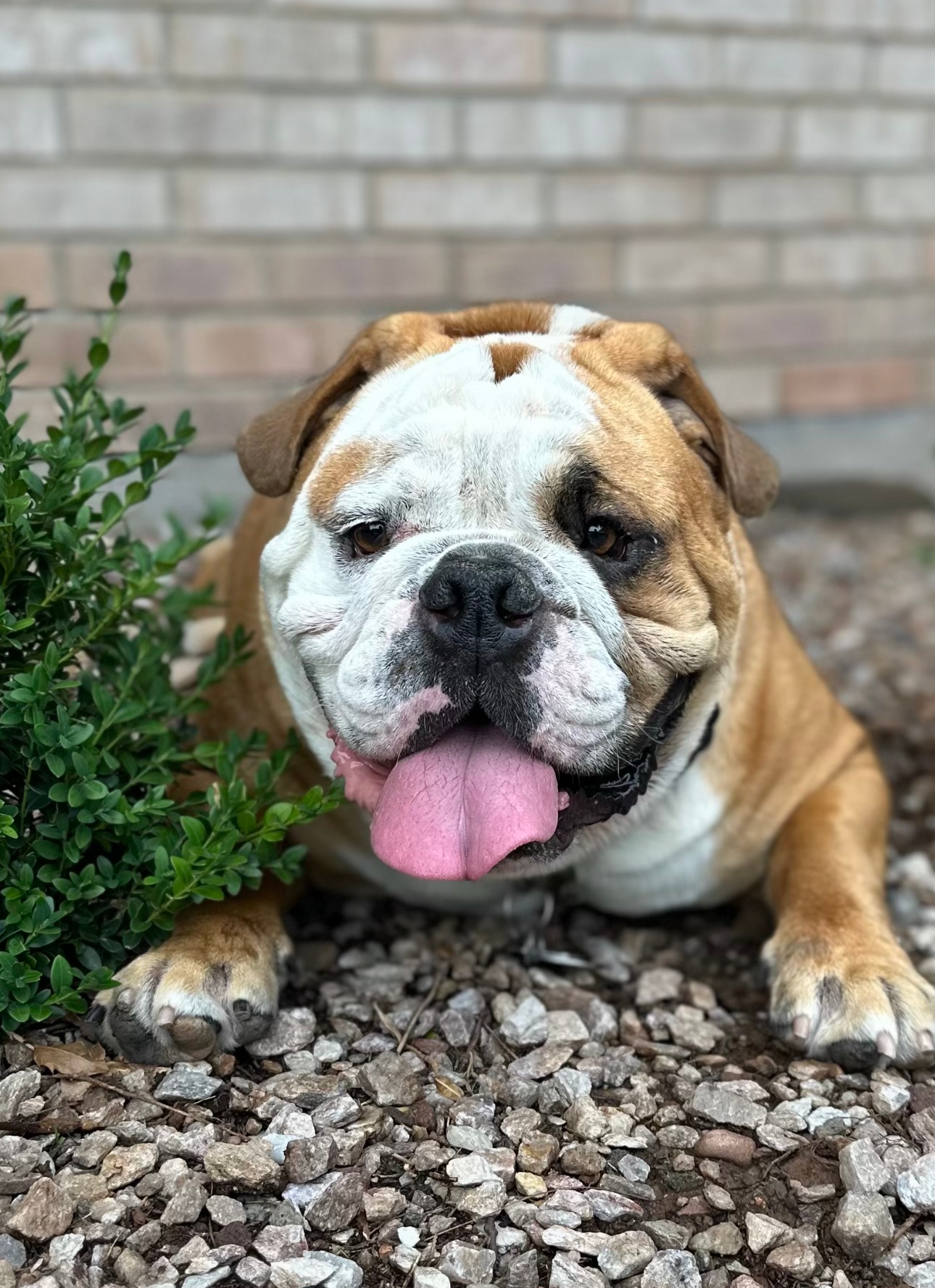 This is Reese. Our 3 year old big baby boy. Loves to cuddle, take short walks and EAT. 🐾 🐶