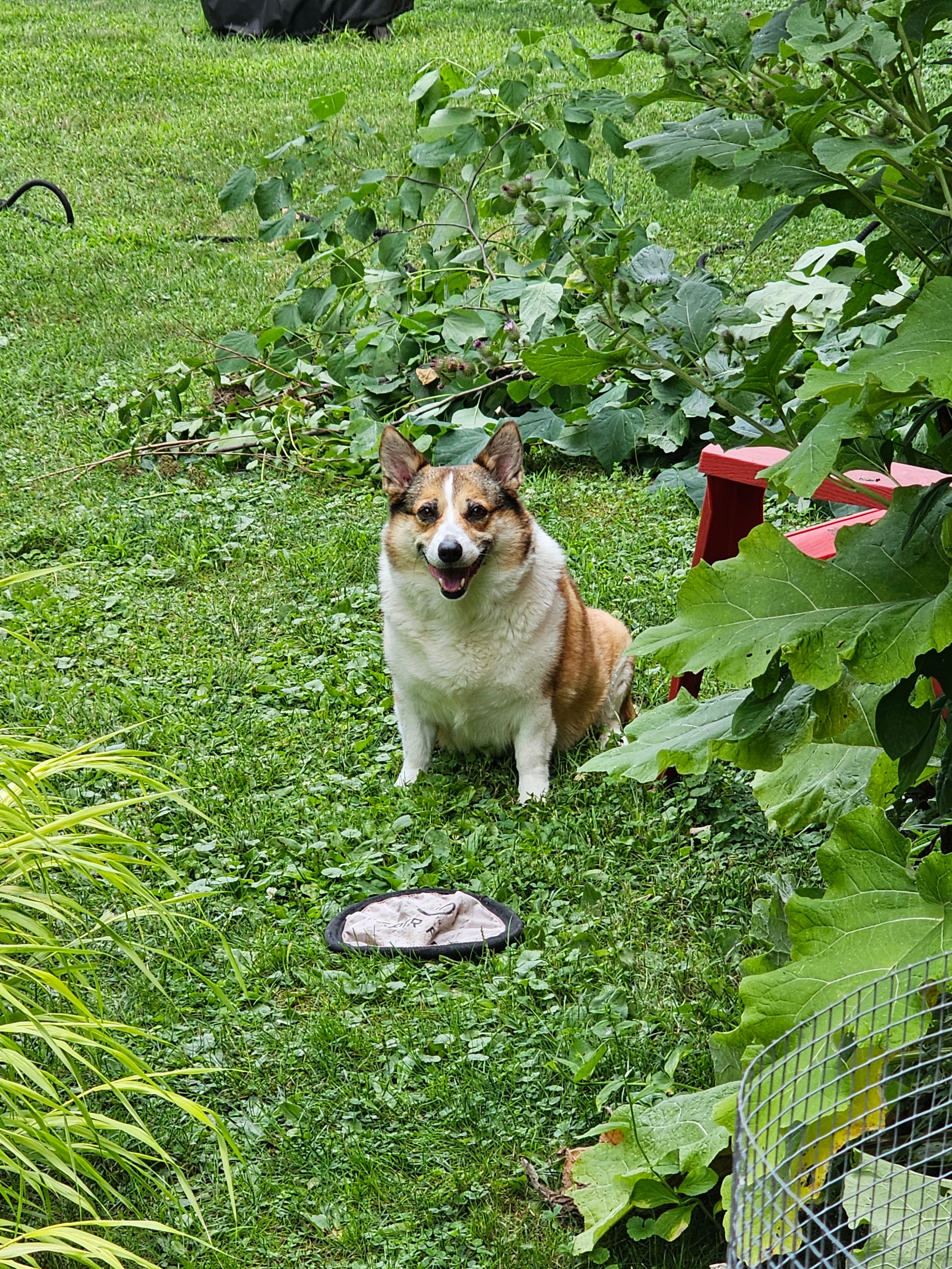 Lucy with her favorite toy, a frisbee