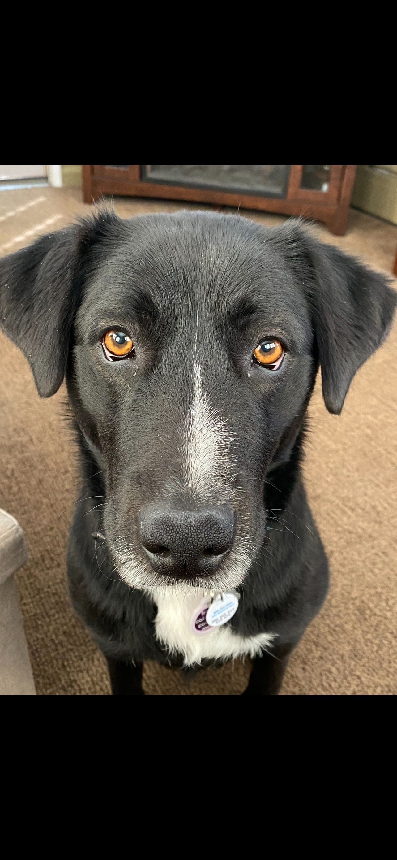 this is ebbie who came to west hartford via tennessee.  she is a four year old lab mix who loves to play and cuddle!!