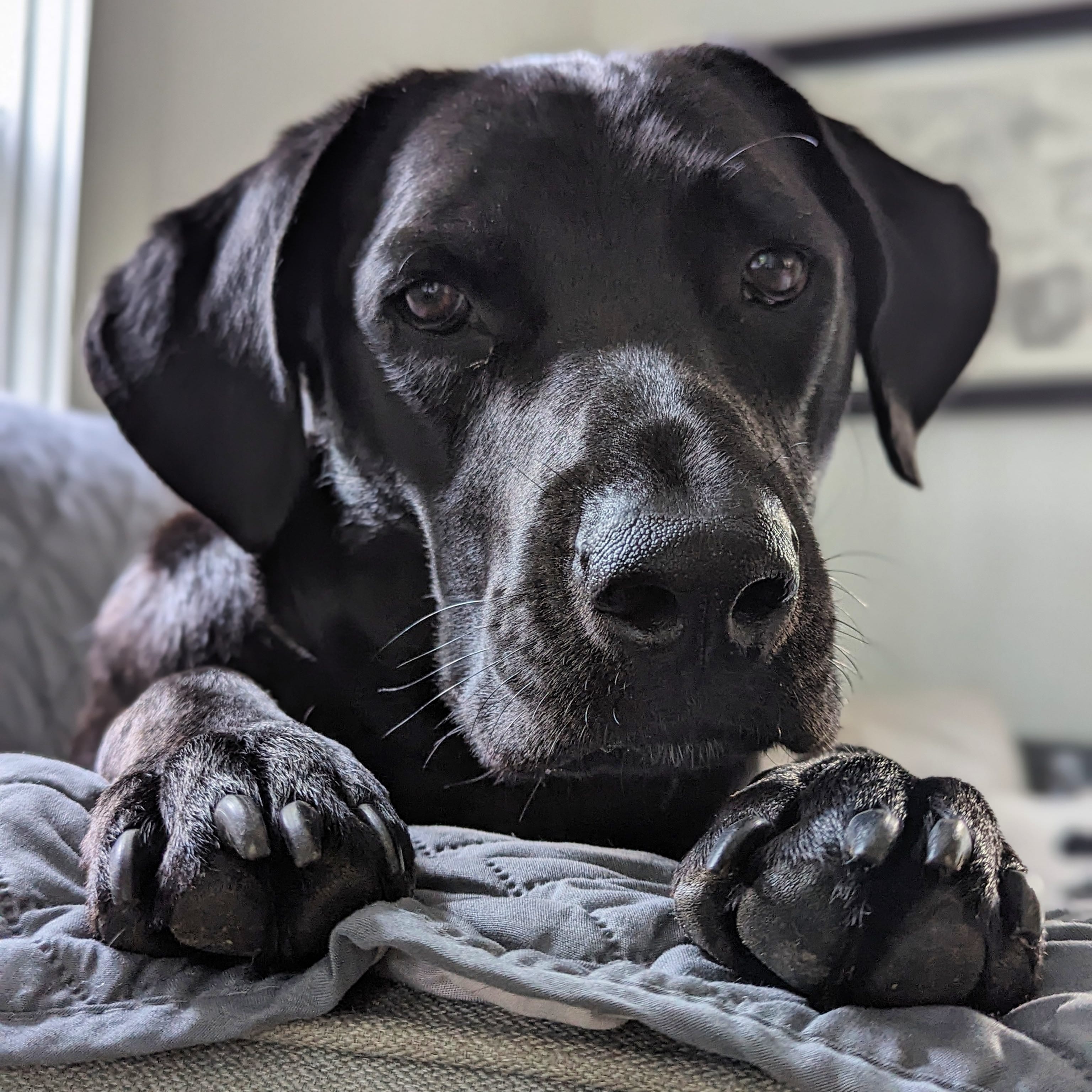 Hi my name is Laird Bruichladdich but my friends call me Laddie! I’m a 2-year-old lab mix rescue and I love keeping an eye out for bears in my neighborhood! (From indoors to stay safe 😀)