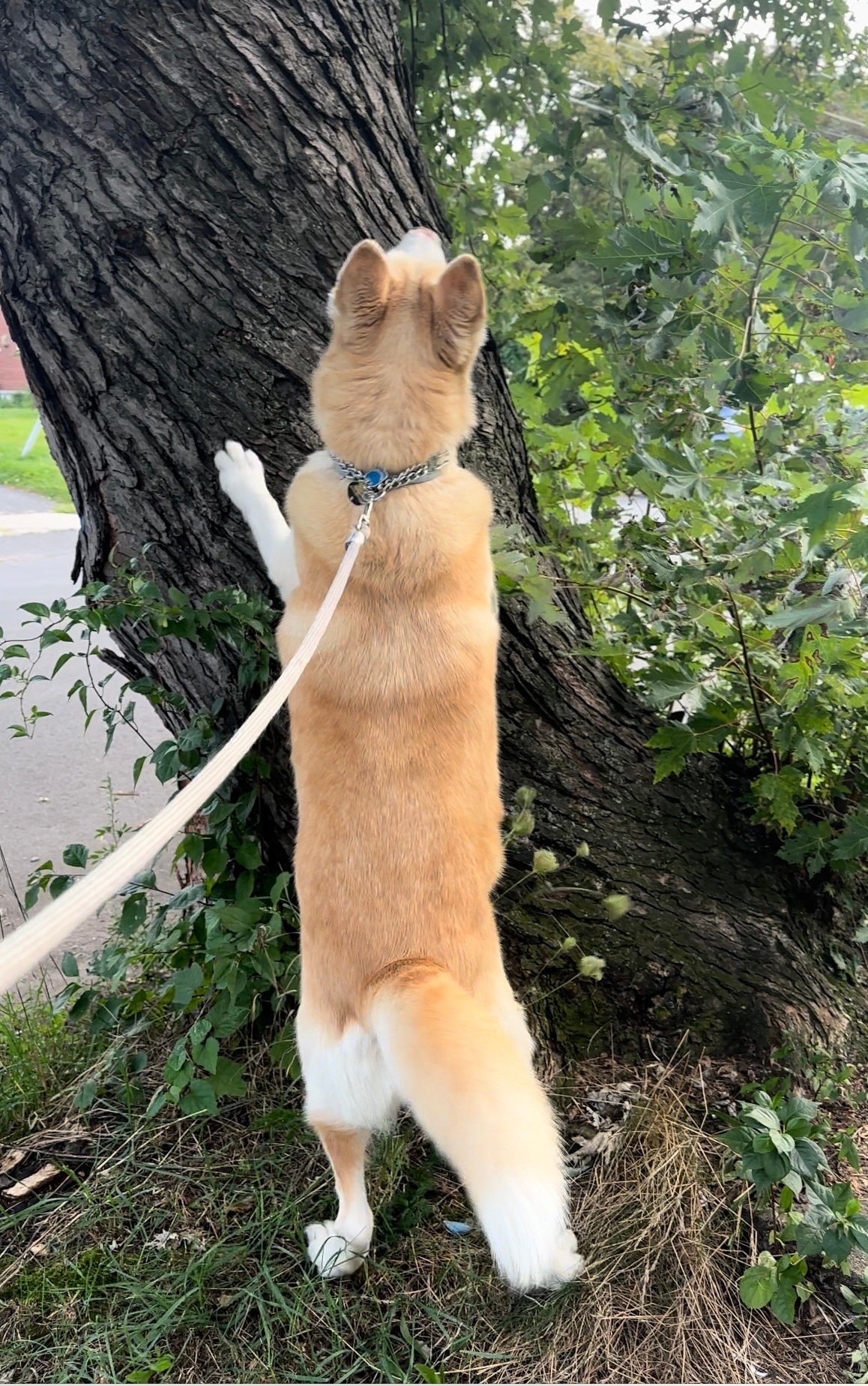 Searching for squirrel 🐿️ .